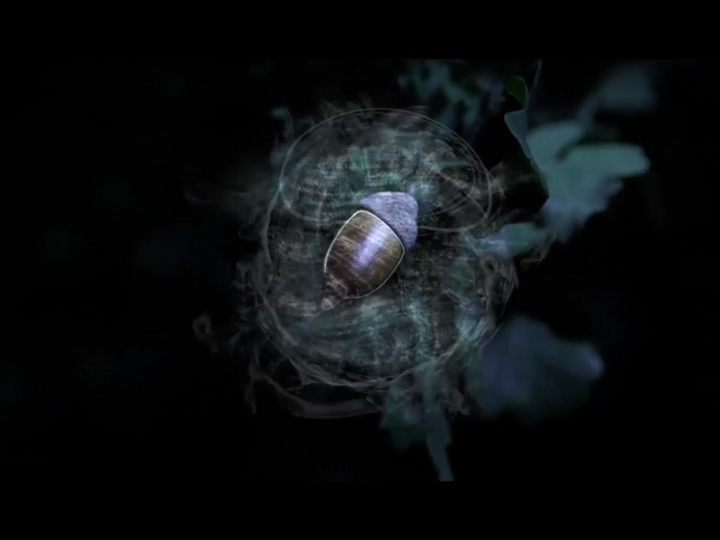 Short film : Quercus light